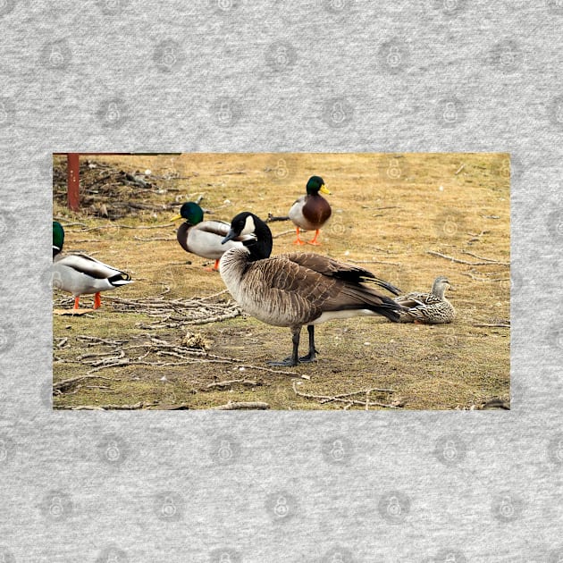 Canada Goose With Mallard Ducks by BackyardBirder